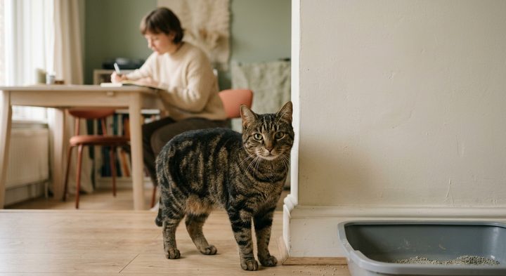 A caregiver making calm observations of a cat near a home wall and litter box.