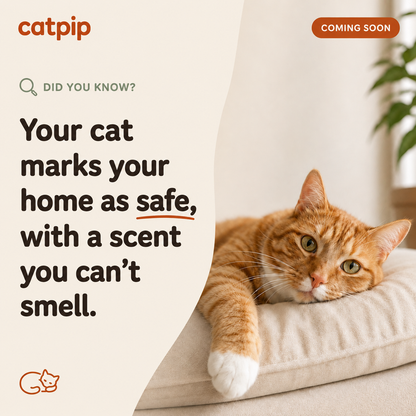 Catpip Calm Room Pheromone Diffuser