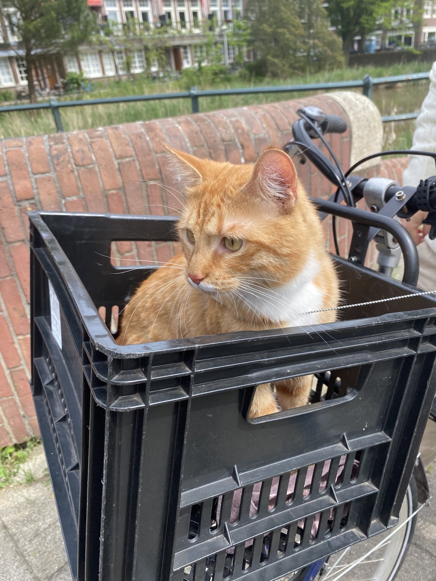 Pico riding in a bike crate beside an Amsterdam canal.