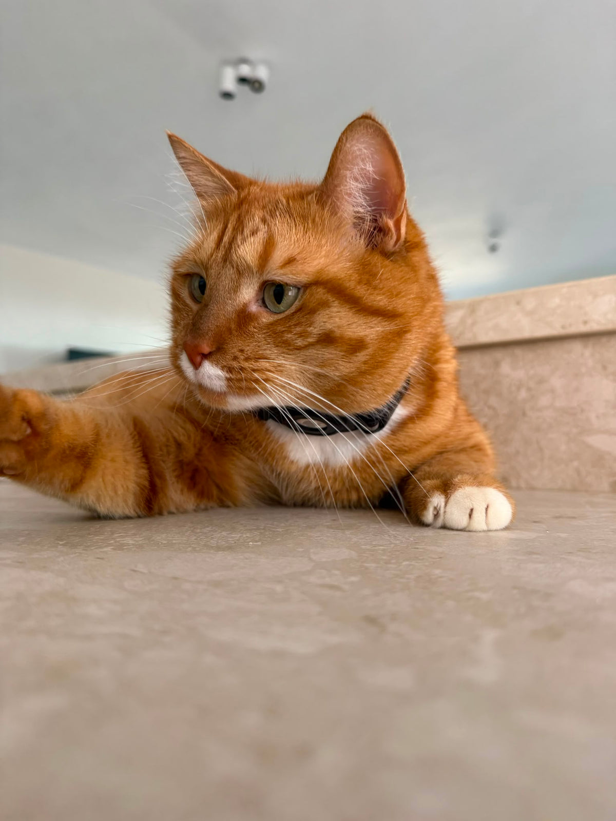 Pico, an orange cat, resting at home and looking to the side.