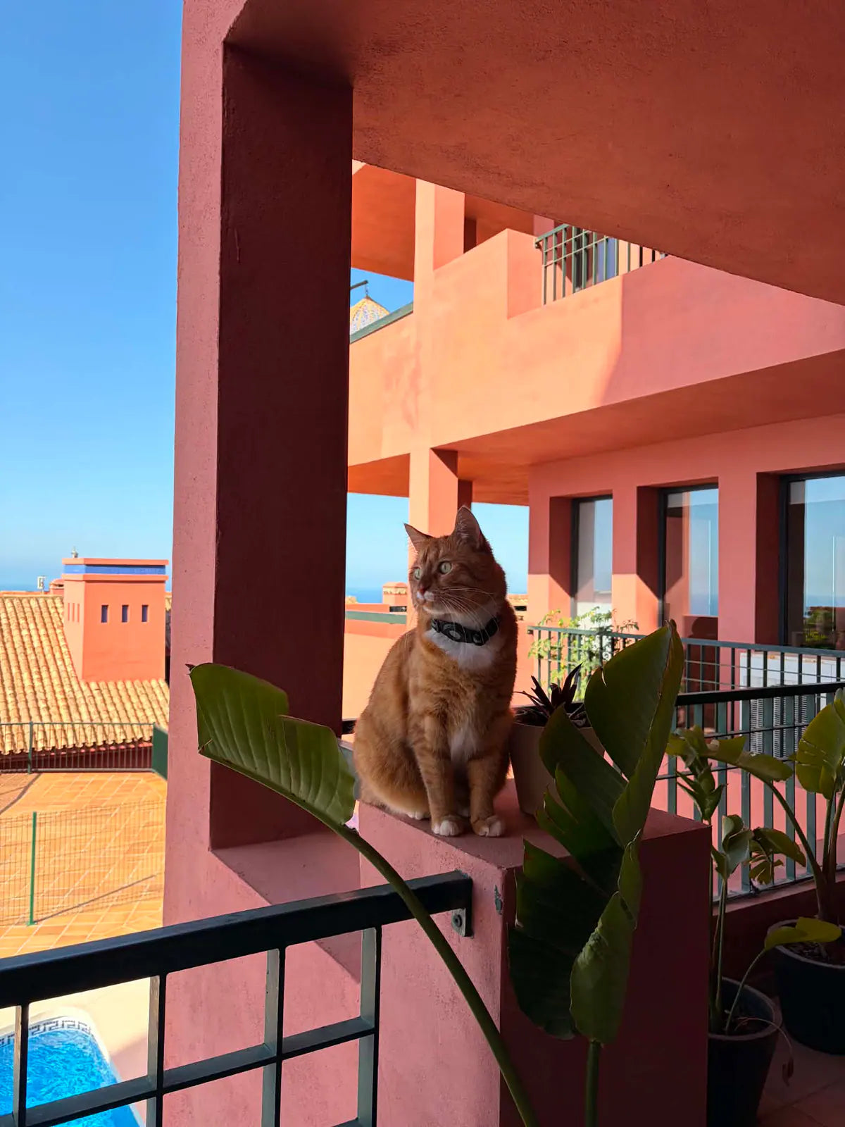 Pico sitting on a warm balcony at home.