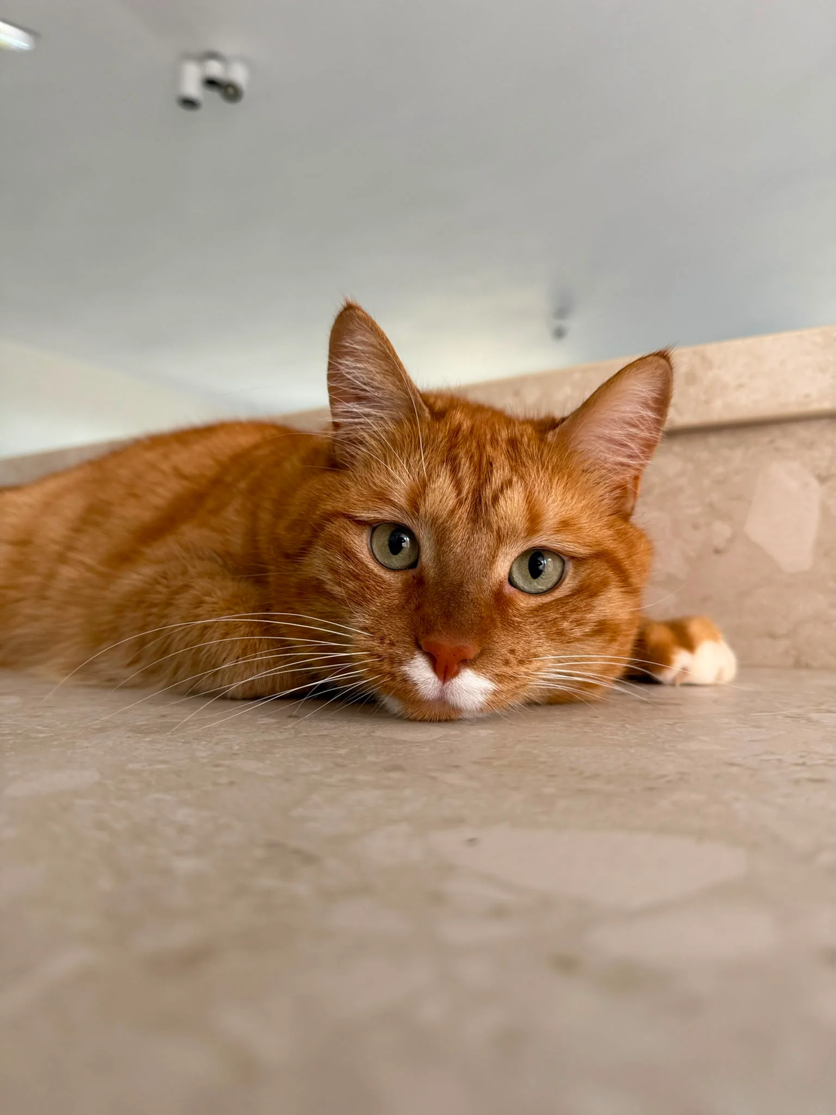 Pico resting low on a stone surface and looking directly at the camera.