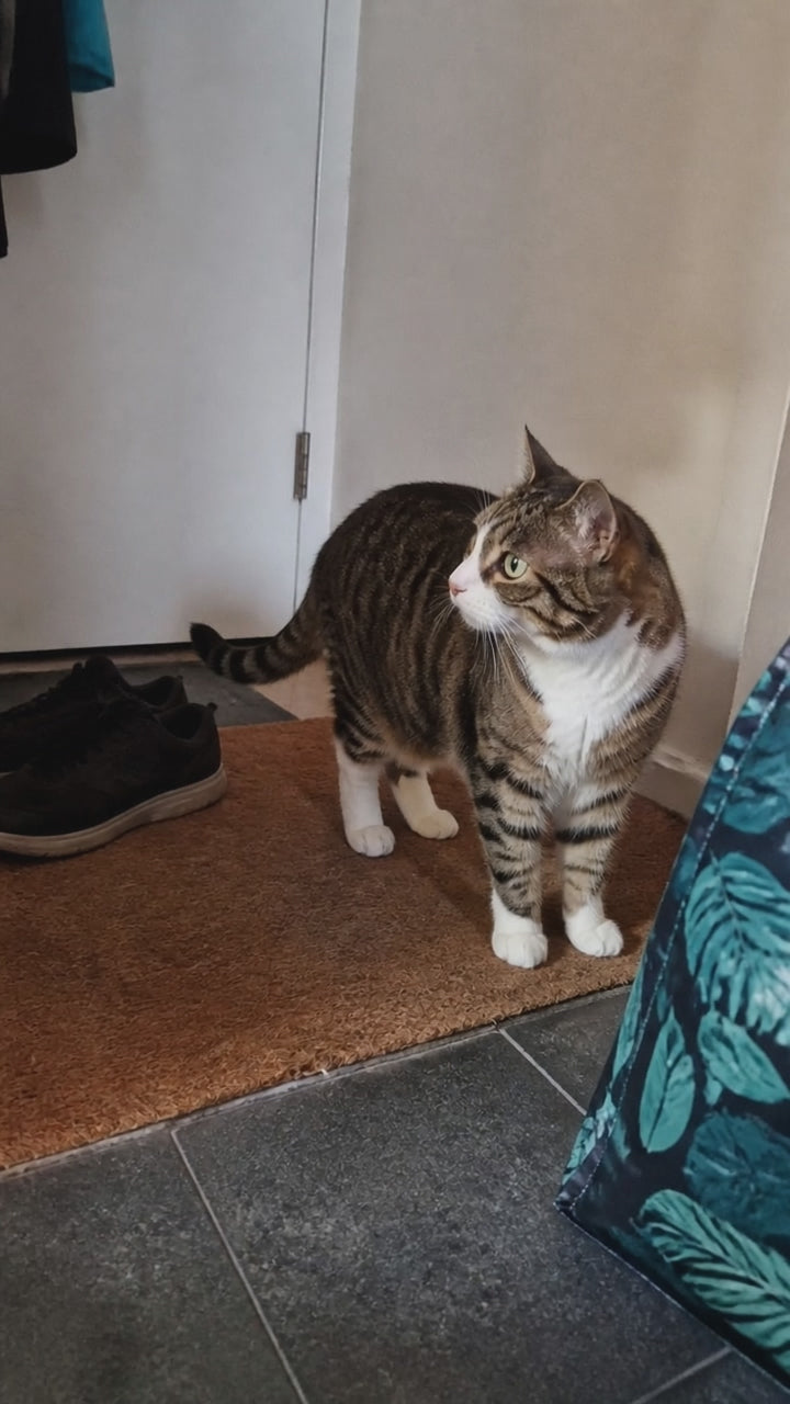 Catpip - vet-first-phone-v2-kling-shopify