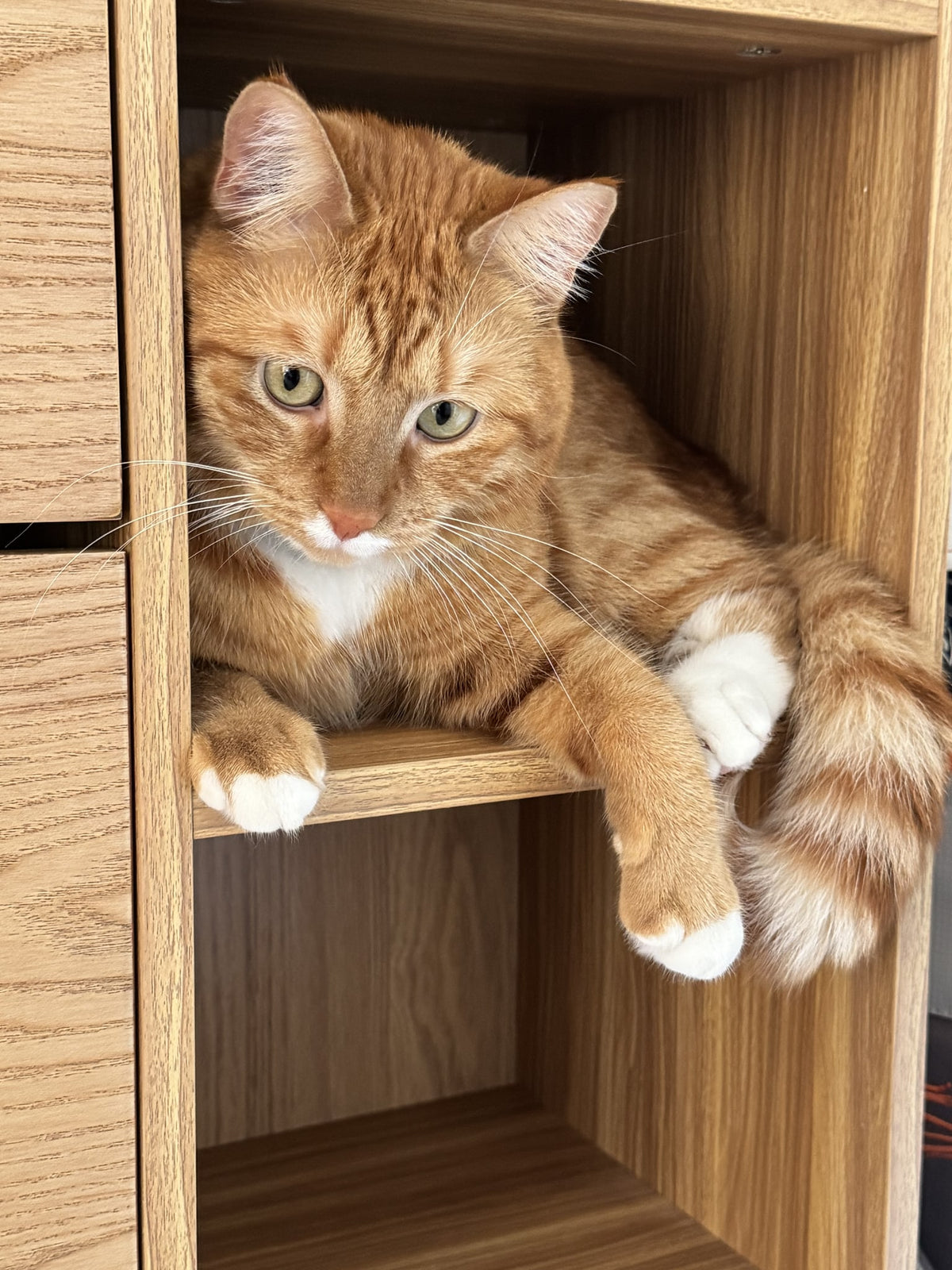 Pico resting inside a quiet wooden nook at home.