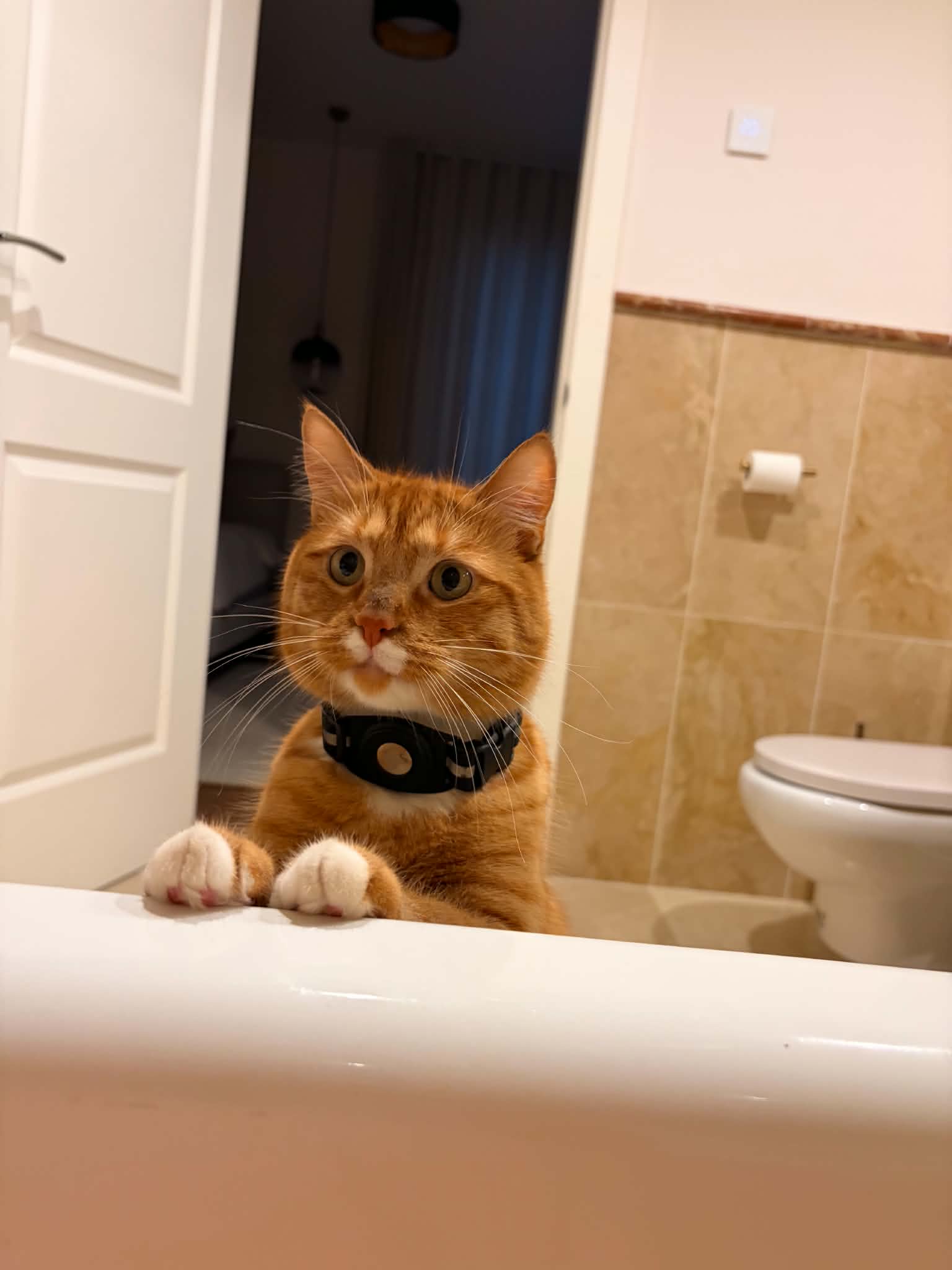 Pico, the orange cat who started all of this.